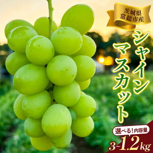 �y�ӂ邳�Ɣ[�Łz�_�I�ׂ���e�ʁ^��錧�푍�s�Y �V���C���}�X�J�b�g | 2026�N ��s�\�� �I�ׂ� 1.2kg 2.4kg 3kg �ӂ邳�Ɣ[�� �t���[�c �Ԃǂ� �ʕ� �u�h�E ���� ���蕨 ������ ���Ε� ���j�� 202