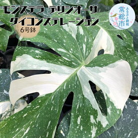【ふるさと納税】モンステラ デリシオーサ タイコンステレーション 6号鉢 お中元 お歳暮 内祝い 快気祝い
