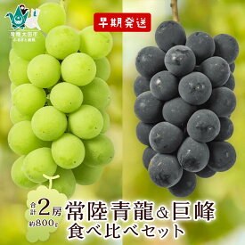 【ふるさと納税】《先行予約 数量限定》※初物早期発送※種なしぶどう食べ比べ 常陸青龍1房 (常陸太田市オリジナル品種)＆巨峰1房 約800g | 茨城県 常陸太田市 ぶどう 青龍 巨峰 大粒 甘い 香り 美味しい みずみずしい 果汁 ジューシー デザート 限定 お取り寄せ 贈答品