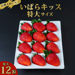 yӂ邳Ɣ[Łz傢 ΂LbX12 | 嗱 VN ̂ t[c 傫 ʕ fU[g 蕨 lC  Mtg  n ͂_ 錧 헤c