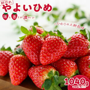 yӂ邳Ɣ[Łzy2026N/s\z悢Ђ Iׂe 2pbN/4pbN × 1b wR  嗱  t[c  C`S ̂ VN { tbV ̂ꂽ x 