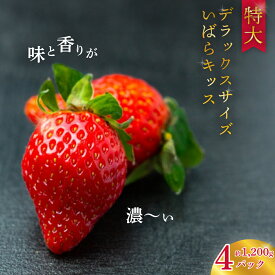 【ふるさと納税】【先行予約/2026年】特大・デラックスサイズ 大粒苺 いばらキッス4パック《2026年1月以降順次発送》| 茨城県 常陸太田 檜山いちご園 大粒 いちご フルーツ 苺 イチゴ やよい姫 新鮮 朝採れ 大きい 果物 デザート 贈り物 人気 高級 ギフト お取り寄せ 完熟