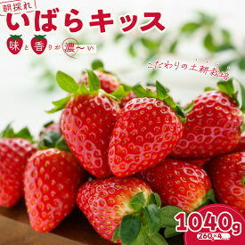 【ふるさと納税】いちご いばらキッス 選べる内容量 いちご2パック/4パック × 1箱｜ 檜山いちご園 香り 大粒 いちご フルーツ 苺 イチゴ 朝採れ 新鮮 旬 フレッシュ 採れたて 糖度 酸味 バランス 濃厚 甘い 果肉 品質 健康 果物 贈り物 茨城県 常陸太田