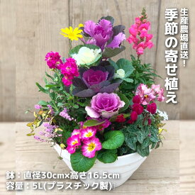 【ふるさと納税】生産農場直送！季節の寄せ植え 花 苗 季節 直送 厳選 茨城県 高萩市