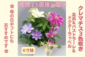 【ふるさと納税】【先行予約】【長谷川園芸】クレマチス6寸3色咲き〔北浜×パストラーレ×ドクターラッペル〕1鉢 【母の日 ギフト プレゼント 贈答 花のある生活】(AT217)