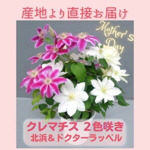 yӂ邳Ɣ[Łzys\zyJ쉀|zN}`X62F炫kkl×hN^[byl1 y̓ Mtg v[g  Ԃ̂鐶z(AT214)
