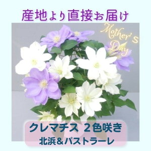 【ふるさと納税】【先行予約】【長谷川園芸】クレマチス6寸2色咲き〔北浜×パストラーレ〕1鉢 【母の日 ギフト プレゼント 贈答 花のある生活】(AT216)