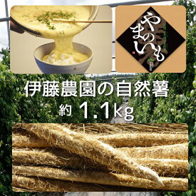 【ふるさと納税】伊藤農園 自然薯 約1.1kg
