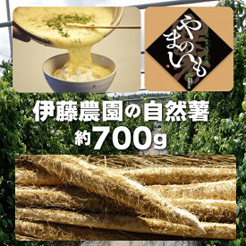 【ふるさと納税】自然薯 カット 約700g 伊藤農園