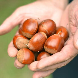 【ふるさと納税】【先行受付】入 やなわぁ工房の生栗 2L 約2kg