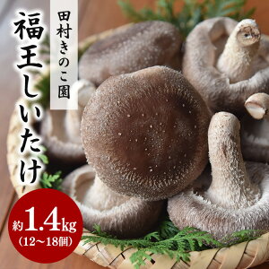 yӂ邳Ɣ[Łzys̔/2025N10{`z  TCY 1.4kg  ő