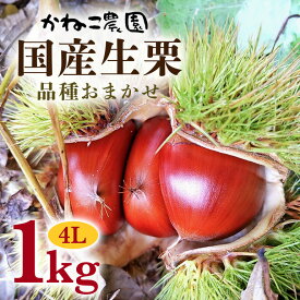 【ふるさと納税】【2025年先行予約】 笠間の栗・かねこ農園の生栗　品種おまかせ1kg（4L） 栗 クリ くり 生栗 茨城県 笠間市 送料無料