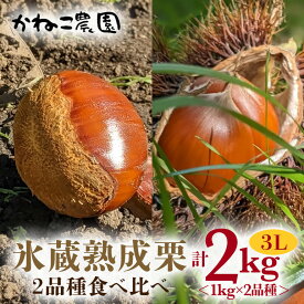 【ふるさと納税】【2025年先行予約】 笠間の 栗 かねこ農園の 氷蔵熟成栗　食べ比べ1kg×2品種（3L） 栗 クリ くり 生栗 茨城県 笠間市 送料無料
