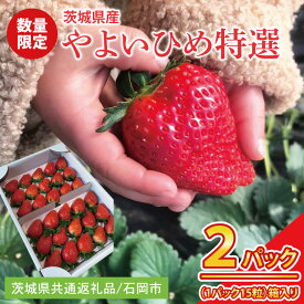 【ふるさと納税】【先行予約】【2026年2月より順次発送】いちご やよいひめ特選2パック【茨城県共通返礼品／石岡市】│ フルーツ 果物 数量限定 茨城県（BK001）