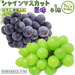 【ふるさと納税】【 桐箱入り 】【 お中元熨斗可 】 シャインマスカット と 選べる組合せ ( ピオーネ or 巨峰 ) 【2026年7月上旬発送開始】(茨城県共通返礼品:大子町) ぶどう 葡萄 マスカッ