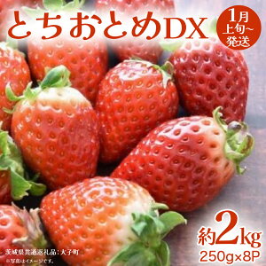 yӂ邳Ɣ[ŁzƂƂ DX 2kg (250g×8P)y2026N1{Jnz(錧ʕԗiFq)   C`S ʕ t[c 