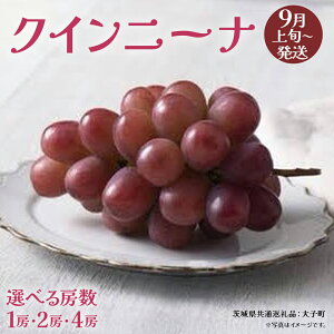 yӂ邳Ɣ[Łzs Iׂ [ tNCj[i 1[ / 2[ / 4[ y2026N9{Jnz(錧ʕԗiFq) Ԃǂ  uhE ʕ t[c ʎ