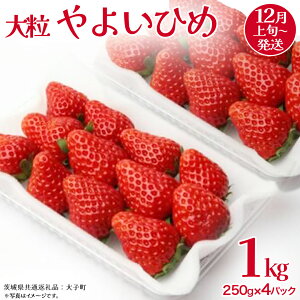 yӂ邳Ɣ[Łz悢Ђ 嗱 250gi8`12j×4pbNy2025N12{Jnz(錧ʕԗiFq)   ʕ t[c ʎ