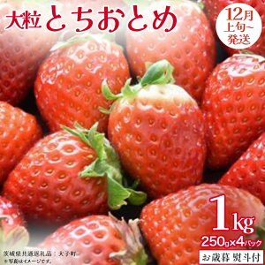 yӂ邳Ɣ[Łzy Ε lt z ƂƂ 250gi8`12j×4pbNy2025N12{Jnz(錧ʕԗiFq)   ʕ t[c ʎ p Mtg 蕨