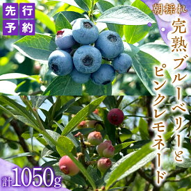 【ふるさと納税】≪先行予約≫【 数量限定 】 朝採れ 完熟 ブルーベリー 700g と ピンクレモネード 350g の 詰合せ セット 食べ比べ (1パックあたり 350g ) 【 2026年 6月上旬頃より発送開始 】 冷蔵 ベリー 甘い 甘酸っぱい 新鮮 フルーツ 果物 贈り物 国産農園 産地直送