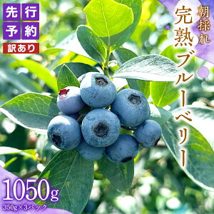 yӂ邳Ɣ[Łzs\y 󂠂 z ̂ n u[x[ 1050g ( 350g × 3pbN ) y 2026N 7{蔭Jn z Ԃ[ׂ[ t[c ʕ  VN x[  