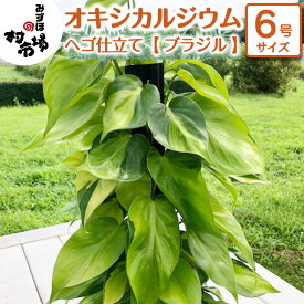 【ふるさと納税】オキシカルジウム 1鉢 ヘゴ仕立て 《 ブラジル 》 観葉植物 ガーデニング 植物 鉢