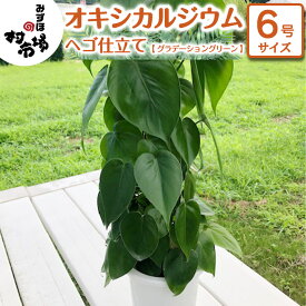 【ふるさと納税】オキシカルジウム 1鉢 ヘゴ仕立て 《 グラデーショングリーン 》 観葉植物 ガーデニング 植物 鉢