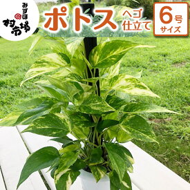 【ふるさと納税】ポトス 1鉢 ヘゴ仕立て 観葉植物 ガーデニング 植物 鉢