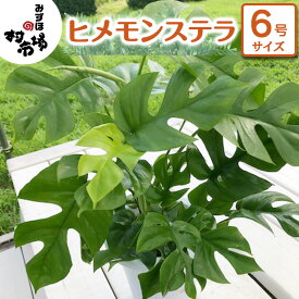 【ふるさと納税】ヒメモンステラ 1鉢 観葉植物 ガーデニング 植物 鉢