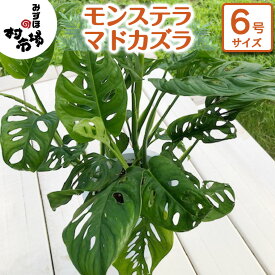 【ふるさと納税】モンステラ マドカズラ 1鉢 観葉植物 ガーデニング 植物 鉢