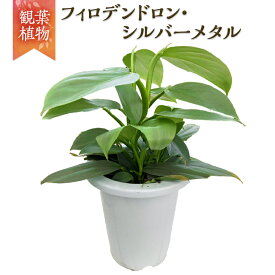 【ふるさと納税】【 観葉植物 】 フィロデンドロン・シルバーメタル 1鉢 ガーデニング 植物 花 鉢 緑