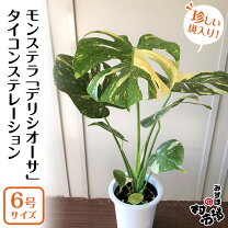 楽天市場】モンステラ イエローモンスターの通販