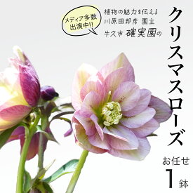 【ふるさと納税】《 先行予約 》 【 確実園 オリジナル 】 クリスマスローズ （ おまかせ 1点 ） ガーデニング 花 はな フラワー 鉢 鉢植え