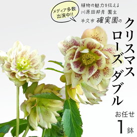 【ふるさと納税】《 先行予約 》《 確実園 オリジナル 》 クリスマスローズ ダブル （ おまかせ 1点 ） ガーデニング 花 はな フラワー 鉢 鉢植え