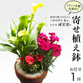 【ふるさと納税】《 確実園 オリジナル 》 寄せ植え（おまかせ1点） ガーデニング 花 はな フラワー 鉢 鉢植え