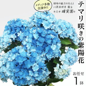 yӂ邳Ɣ[Łzs\AWTC e}炫y ܂ 1_ z 2026N4{蔭Jn A  CeA t[ z  |  蕨 Mtg K[fjO