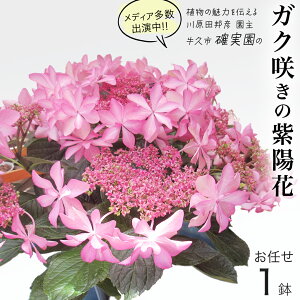 yӂ邳Ɣ[Łzs\AWTC KN炫 y ܂ 1_ zy2026N4{蔭Jnz A  CeA t[ z  |  ~J K[fjO