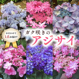 【ふるさと納税】≪先行予約≫アジサイ ガク咲き 【 おまかせ 1点 】【2026年4月上旬頃より発送開始】 植物 花 インテリア フラワー 紫陽花 お花 園芸 初夏 梅雨 ガーデニング