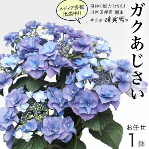 yӂ邳Ɣ[Łzs\KN AWTC y ܂ 1_ zy2026N4{蔭Jnz A  CeA t[ z  |  ~J K[fjO