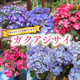 【ふるさと納税】≪先行予約≫ガク アジサイ 【 おまかせ 1点 】【2026年4月上旬頃より発送開始】 植物 花 インテリア フラワー 紫陽花 お花 園芸 初夏 梅雨 ガーデニング