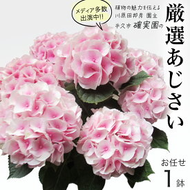 【ふるさと納税】≪先行予約≫アジサイ 【 おまかせ 1点 】【2026年4月上旬頃より発送開始】 植物 花 インテリア フラワー 紫陽花 お花 園芸 初夏 梅雨 ガーデニング