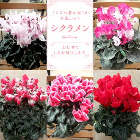【ふるさと納税】シクラメン＜ おまかせ 1点 ＞ 先行予約 ガーデニング 花 はな フラワー 鉢 鉢植え 常温 ギフト プレゼント 贈り物 贈答 牛久市 確実園