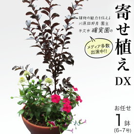 【ふるさと納税】《 確実園 オリジナル 》 寄せ植え DX （おまかせ1点） ガーデニング 花 はな フラワー 鉢 鉢植え
