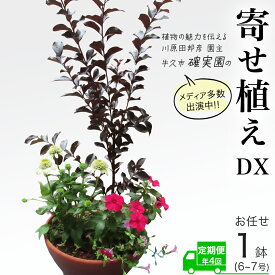 【ふるさと納税】《 3ヶ月に1回お届け！年4回 定期便 》【 確実園 オリジナル 】 寄せ植え DX（おまかせ1点） ガーデニング 花 はな フラワー 鉢 鉢植え