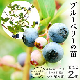 【ふるさと納税】ブルーベリー の 苗 2品種セット （品種おまかせ） ラビットアイ系 ハイブッシュ系サザン サザンハイブッシュ系 苗木 庭木 果樹 ガーデニング 家庭菜園 果物 くだもの