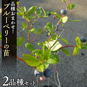 yӂ邳Ɣ[Łzu[x[  c 2iZbg ii킨܂j rbgACn nCubVnTU TUnCubVn c  ʎ K[fjO