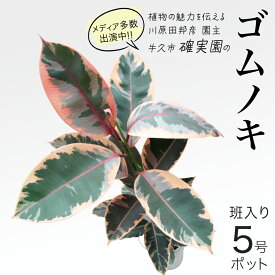 【ふるさと納税】ゴムノキ 斑入り 5号ポット 1点 家庭 で 園芸 鉢植え 苗 庭木 果樹 ガーデニング 植物 確実園 観葉植物 インテリア 植木鉢
