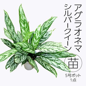 【ふるさと納税】アグラオネマ シルバークイーン 5号ポット 1点 家庭 で 園芸 鉢植え 苗 庭木 果樹 ガーデニング 植物 確実園 観葉植物 インテリア 植木鉢