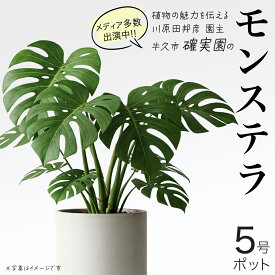 【ふるさと納税】モンステラ 5号ポット 1点 家庭 で 園芸 鉢植え 苗 庭木 果樹 ガーデニング 植物 確実園 観葉植物 インテリア 植木鉢