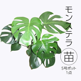 【ふるさと納税】モンステラ 5号ポット 1点 家庭 で 園芸 鉢植え 苗 庭木 果樹 ガーデニング 植物 確実園 観葉植物 インテリア 植木鉢